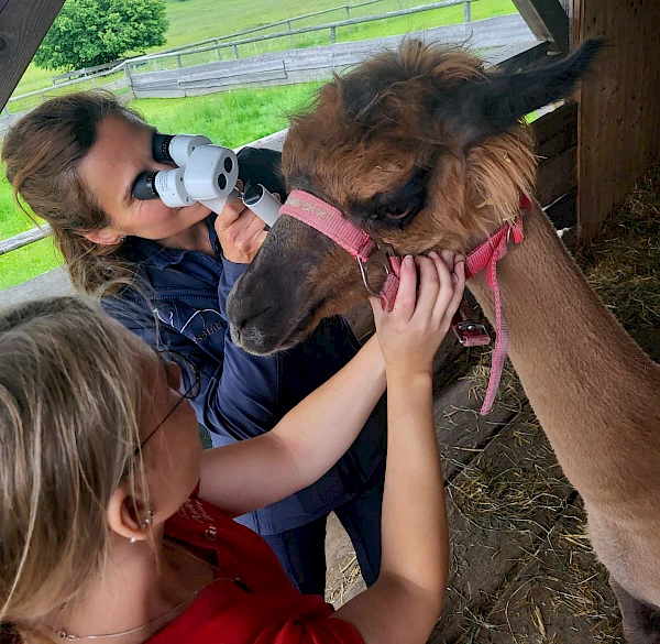 Untersuchung eines Lamas