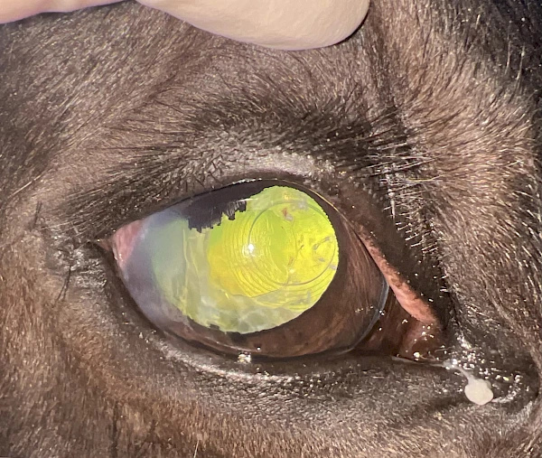 Pferd Kunstlinse mit Kapselfibrosen nach Kataraktoperation