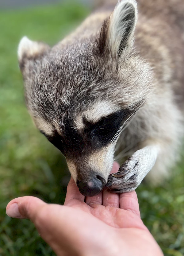 Untersuchung der Augen eines Waschbär