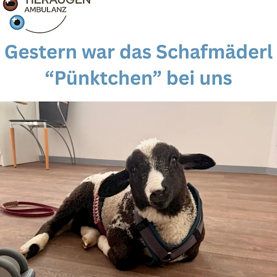 Gestern war das zwei Monate alte Schafmäderl „Pünktchen“ bei uns zur…