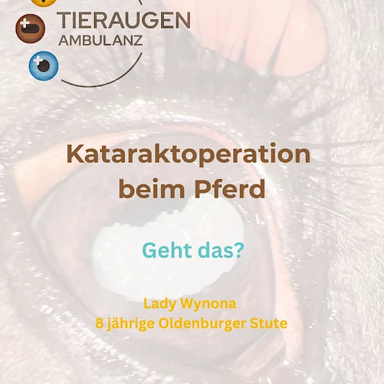 👁️ Katarakt-Operation beim Pferd – geht das?