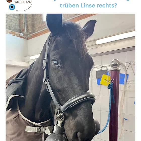 Ein bekanntes Gesicht ist wieder zur Kontrolle in unserer Augenambulanz…