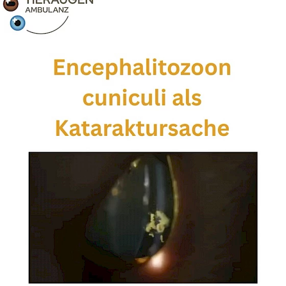 Eine Linsentrübung … verursacht durch einen Parasiten? 👁🐱