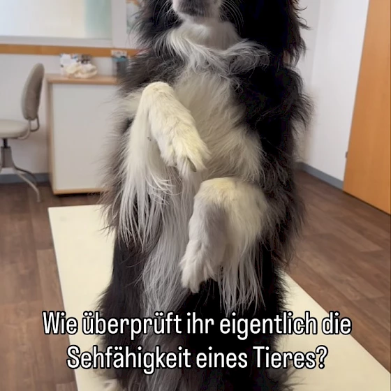 Wie überprüfen wir eigentlich, ob unsere tierischen Patienten sehen können? 👀🐾