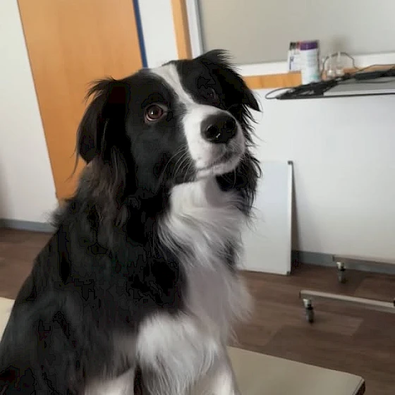 👁️ Blendreflex vs. Pupillarreflex – was passiert eigentlich bei Licht?
