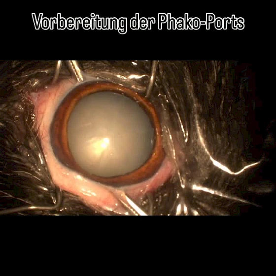 🐾✨ Erfolgreiche Kataraktoperation bei Finley! ✨🐾
