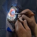 Augenoperation bei einem Pferd
