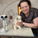Augenzuchtuntersuchung beim einem Hund